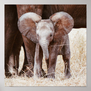 Baby Elephant Cute African Elephant met mama Poster
