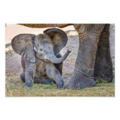 Baby Elephant Foto Afdruk (Voorkant)