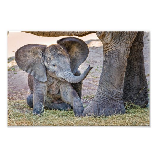 Baby Elephant Foto Afdruk (Voorkant)