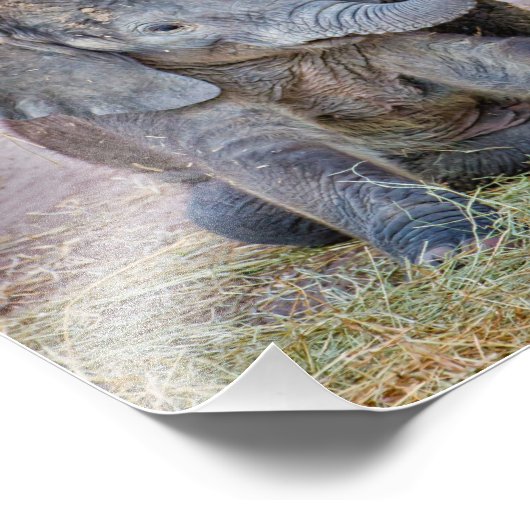 Baby Elephant Foto Afdruk (Hoek)