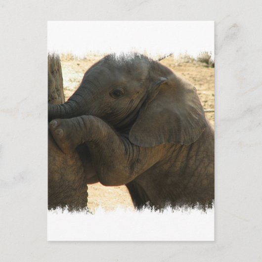 Baby Elephant-kaart Briefkaart (Voorkant)