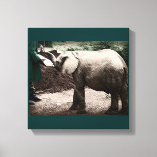 Baby Elephant - Kenia Canvas Afdruk