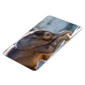 Baby Elephant Magneet (Linkerzijde)