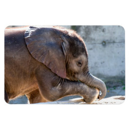 Baby Elephant Magneet