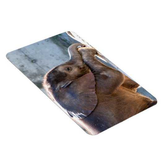 Baby Elephant Magneet (Rechterzijde)