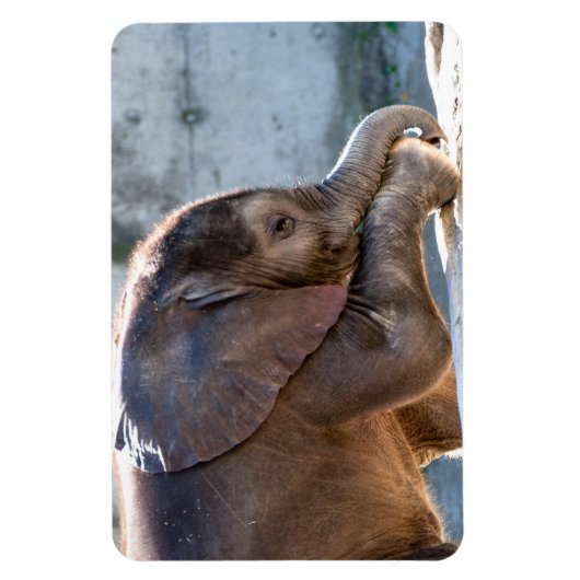 Baby Elephant Magneet (Verticaal)