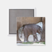 Baby Elephant Magneet (Voorkant / Achterkant)