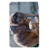 Baby Elephant Magneet (Verticaal)