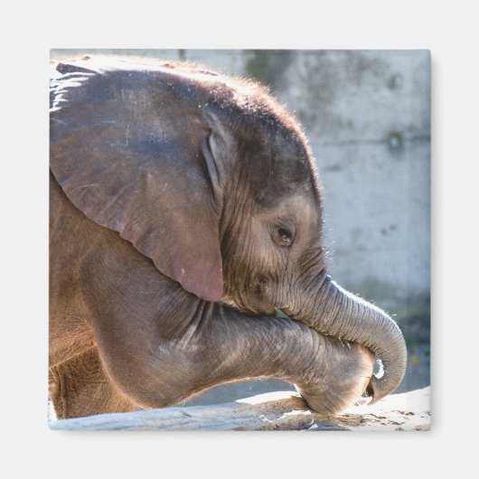 Baby Elephant Magneet (Voorkant)