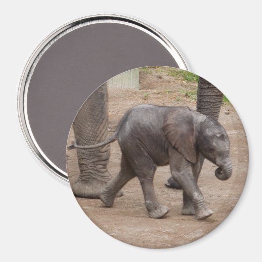 Baby Elephant Magneet (Voorkant / Achterkant)