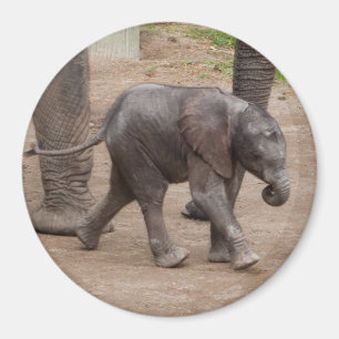 Baby Elephant Magneet