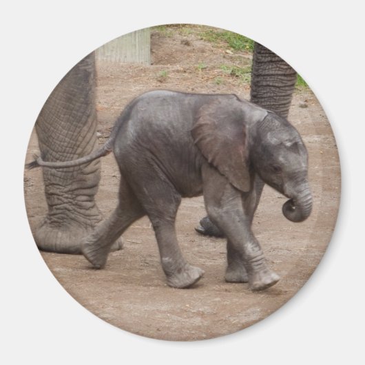 Baby Elephant Magneet (Voorkant)