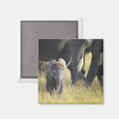 Baby Elephant Magneet (Voorkant / Achterkant)