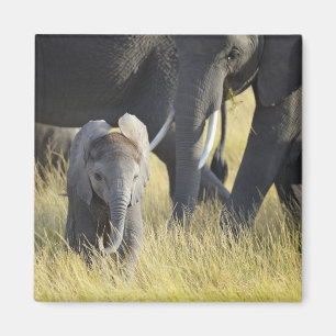 Baby Elephant Magneet