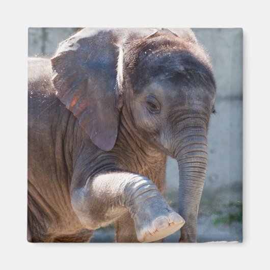 Baby Elephant Magneet (Voorkant)