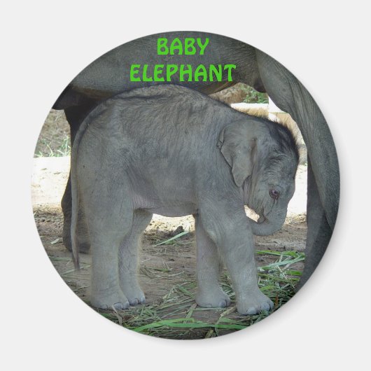 Baby Elephant Magnet (Voorkant)