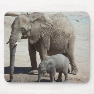 Baby Elephant met mama Muismat