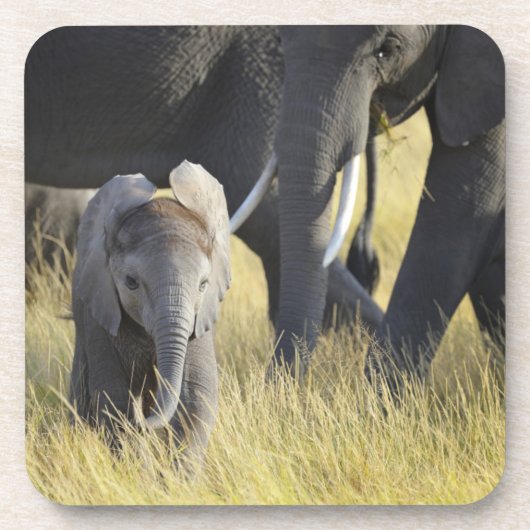 Baby Elephant Onderzetter (Voorkant)
