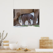 Baby Elephant Poster (Keuken)