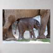Baby Elephant Poster (Voorkant)