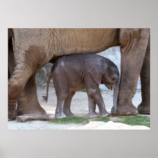 Baby Elephant Poster (Voorkant)