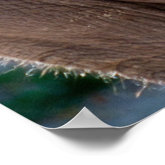 Baby Elephant Poster (Hoek)