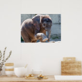 Baby Elephant Poster (Keuken)