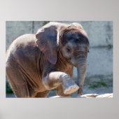 Baby Elephant Poster (Voorkant)