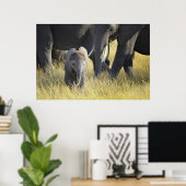 Baby Elephant Poster (Thuiskantoor)