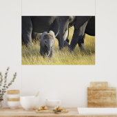 Baby Elephant Poster (Keuken)