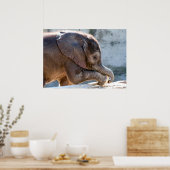 Baby Elephant Poster (Keuken)