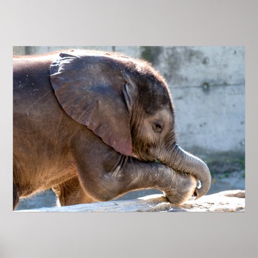 Baby Elephant Poster (Voorkant)
