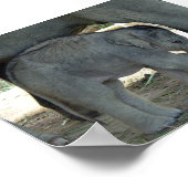 Baby Elephant Print (Hoek)
