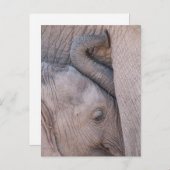 Baby Elephant Snuggles Briefkaart (Voorkant / Achterkant)