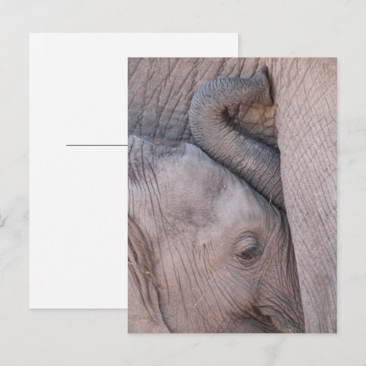 Baby Elephant Snuggles Briefkaart (Voorkant / Achterkant)