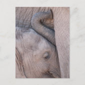 Baby Elephant Snuggles Briefkaart (Voorkant)