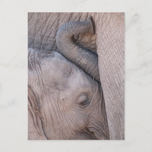 Baby Elephant Snuggles Briefkaart (Voorkant)