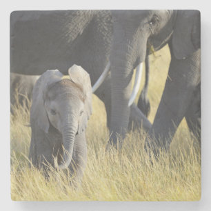 Baby Elephant Stenen Onderzetter