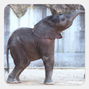 Baby Elephant Vierkante Sticker