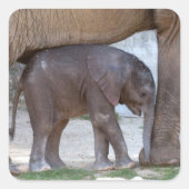 Baby Elephant Vierkante Sticker (Voorkant)