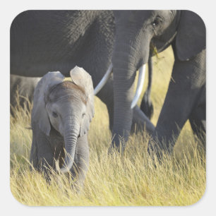 Baby Elephant Vierkante Sticker