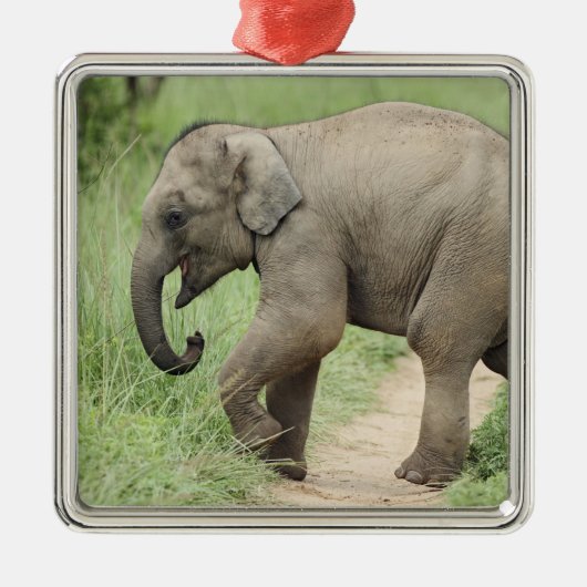 Baby Elephant voor moeder Corbett Metalen Ornament (Voorkant)