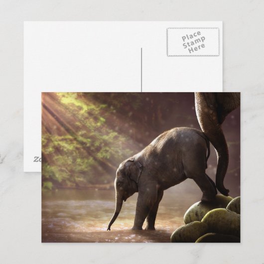 Baby Elephant's First Bath Briefkaart (Voorkant / Achterkant)