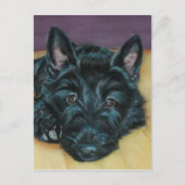 "Baby Em" - Schots puppy Briefkaart (Voorkant)