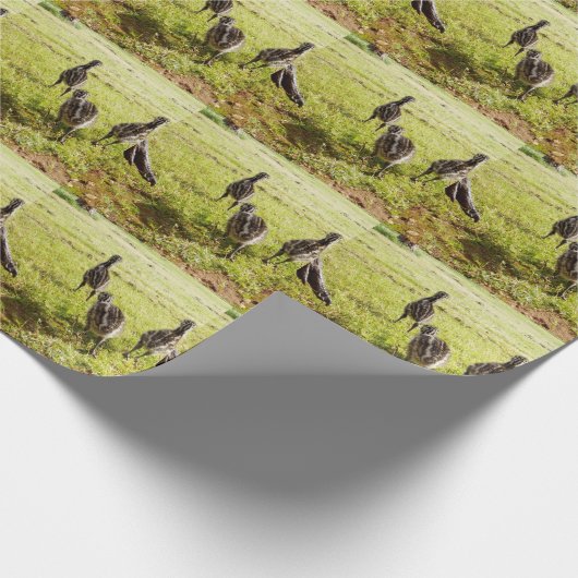 Baby emu kuikens en grote voet, cadeaupapier (Hoek)