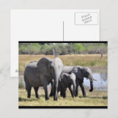 Baby- en familiekaart briefkaart (Voorkant / Achterkant)