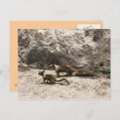 Baby en mama eekhoorn briefkaart (Voorkant / Achterkant)