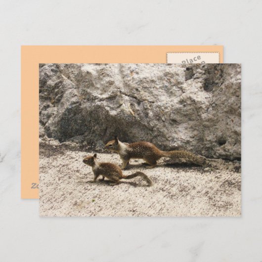 Baby en mama eekhoorn briefkaart (Voorkant / Achterkant)