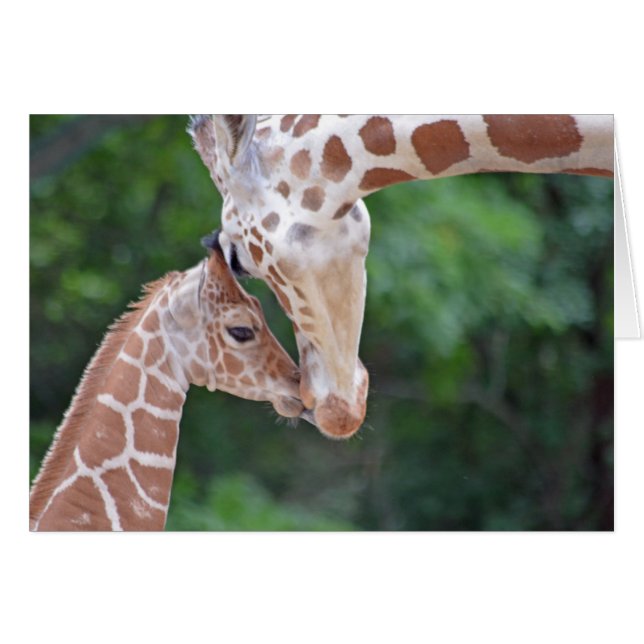 Baby en moeder Giraffe (Voorkant Horizontaal)