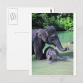 Baby- en moederolifant in de rivier briefkaart (Voorkant / Achterkant)
